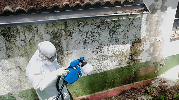Top rated local Mold Remediation specialists in Cibolo, TX
